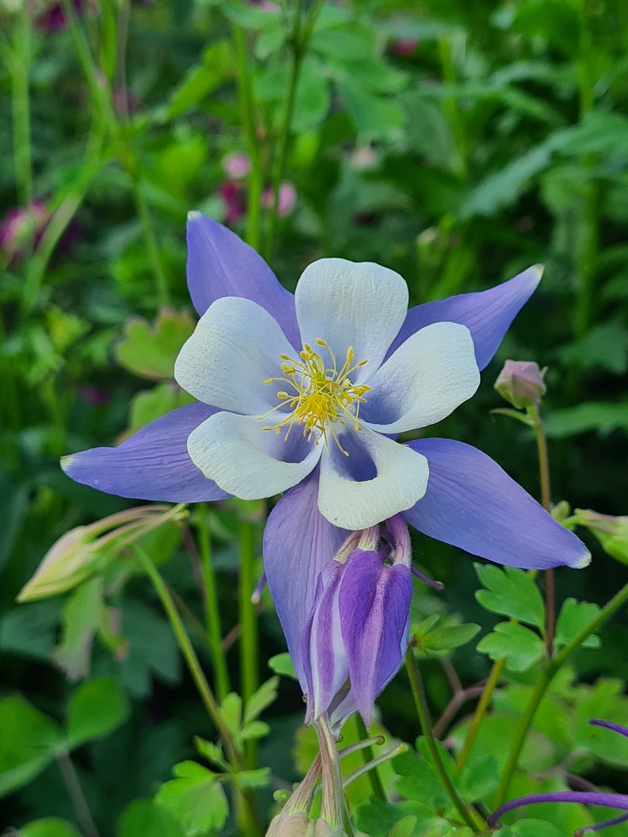 AdrianZublin's tweet photo. De bon matin au #ParcLaGrange. 🤩
#Genève #Flowers #Suisse 🇨🇭 https://t.co/YQ1xrxwyTs