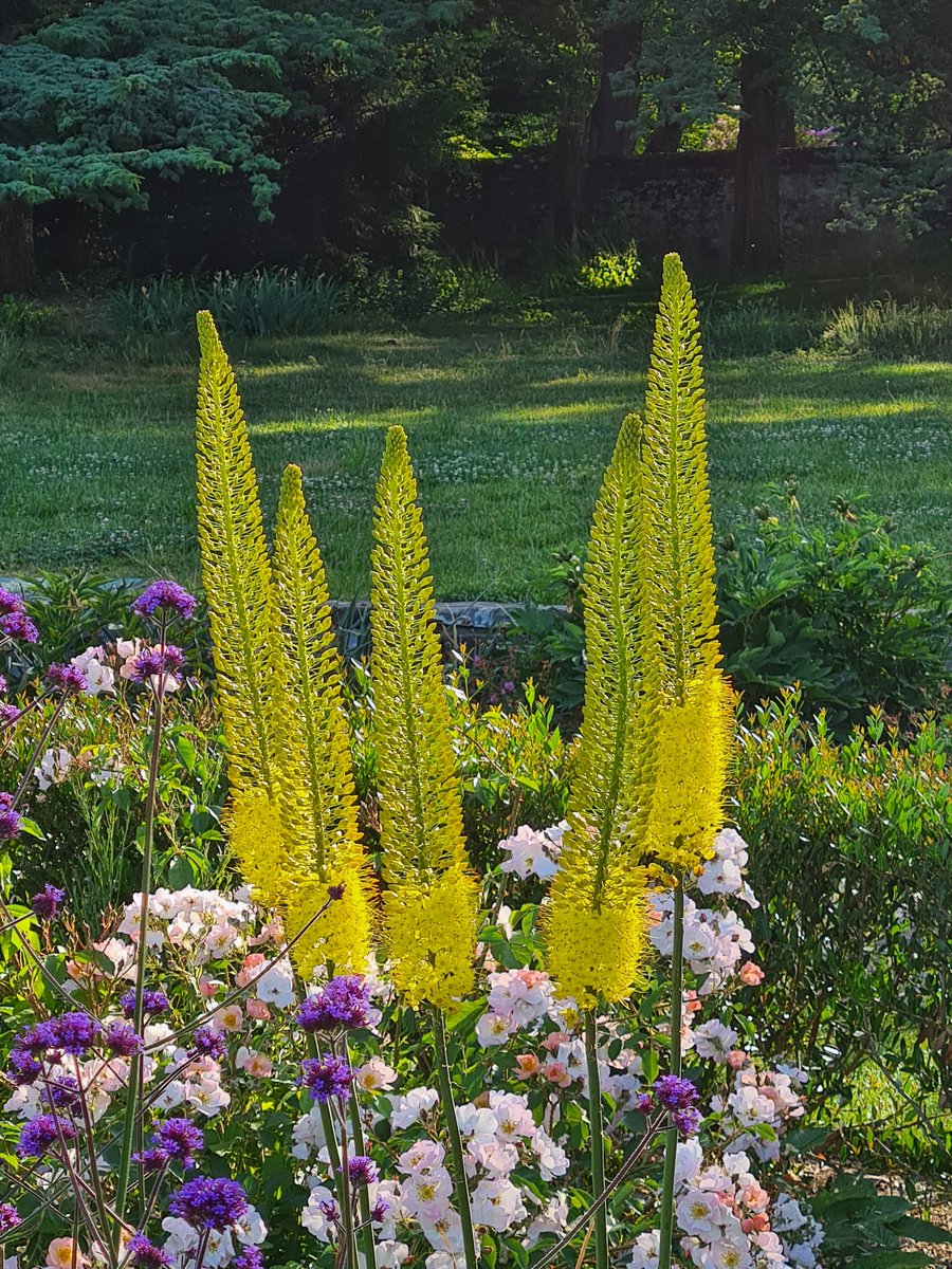 AdrianZublin's tweet photo. De bon matin au #ParcLaGrange. 🤩
#Genève #Flowers #Suisse 🇨🇭 https://t.co/YQ1xrxwyTs