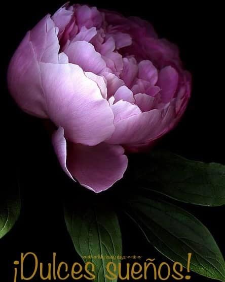 Buenas noches queridos corazones de Dios, demos gracias a Dios por su misericordia, por protegernos y consolarnos cada noche, sobre todo por el amor que llena nuestras vidas y por cuidar nuestros hogares mientras dormimos. Que tenga dulces sueños y que Dios los bendiga.😴💜