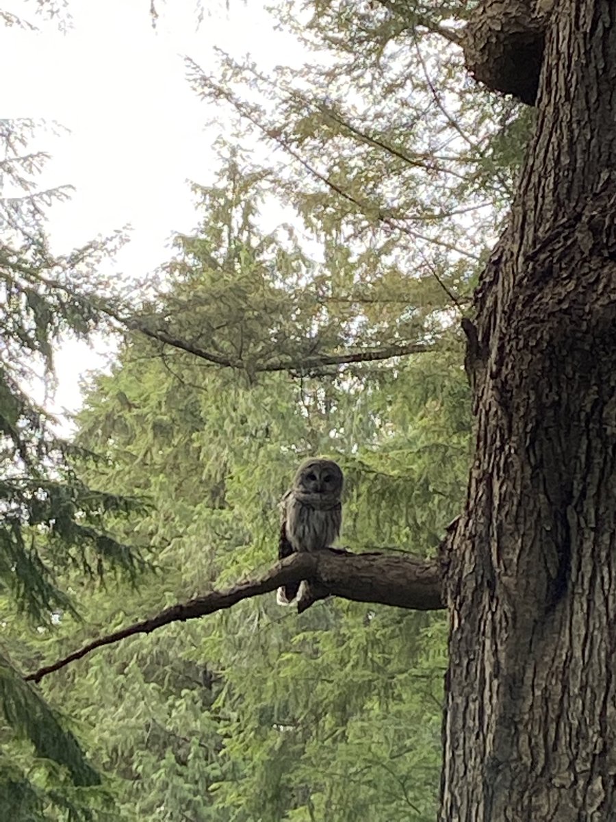 mahonjones's tweet photo. È la stagione dell'amore nei boschi di North Vancouver. I boschi sono pieni dei richiami dei gufi che si chiamano gli uni con gli altri dagli alberi. #primavera #natura #labellezzadellanatura #viaggiare #forestapluviale #belloviaggiare ⁦@VanNorthShore⁩ https://t.co/TaoPjNg1Fe