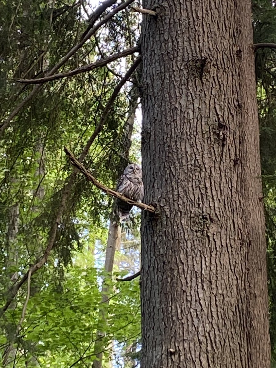 mahonjones's tweet photo. È la stagione dell'amore nei boschi di North Vancouver. I boschi sono pieni dei richiami dei gufi che si chiamano gli uni con gli altri dagli alberi. #primavera #natura #labellezzadellanatura #viaggiare #forestapluviale #belloviaggiare ⁦@VanNorthShore⁩ https://t.co/TaoPjNg1Fe