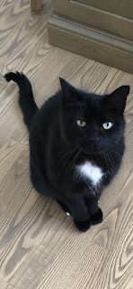 CJMC09's tweet photo. @mtlgazette MISSING CAT in DDO!!!
JAX has been missing since June 1.
He is a black cat with green eyes, and white markings on chest and back paws. He lives at the intersection of Boyer and June in DDO. 
If seen please contact Collin: 514-290-1820 https://t.co/1bJ9UHAZk5