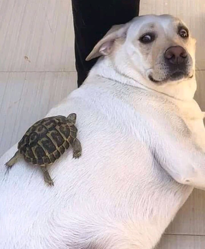 genius_dogs's tweet photo. https://t.co/eG8ppcr8k3