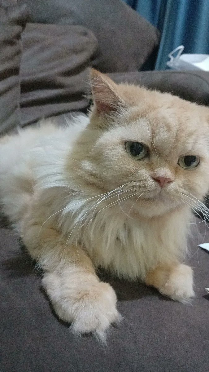 วันนี้จะเป็นแมวไม่มีขนแล้ว