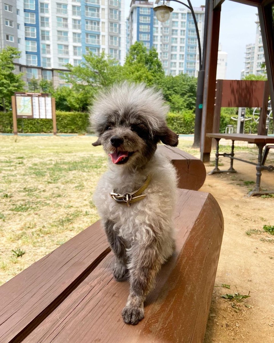 KYRSYJ's tweet image. [INSTAGRAM] 220604 dooeyuri: 주말 산책 눈웃음 공격 🐾 
벌써 여름이오려나봐여 
헥헥 더워요 더워 
더워도 산책은 패스몬해~ 🪴

#dooe
