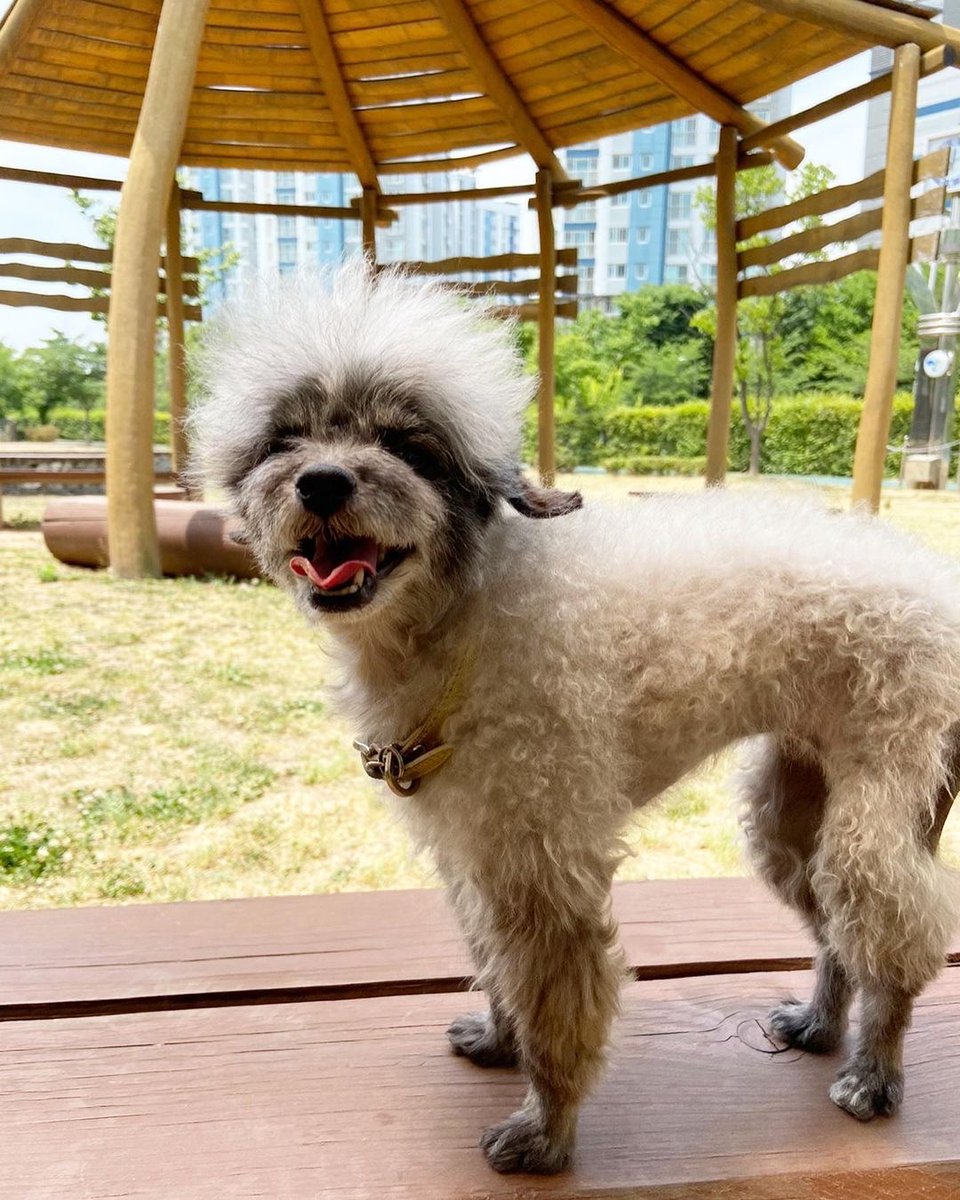 KYRSYJ's tweet image. [INSTAGRAM] 220604 dooeyuri: 주말 산책 눈웃음 공격 🐾 
벌써 여름이오려나봐여 
헥헥 더워요 더워 
더워도 산책은 패스몬해~ 🪴

#dooe