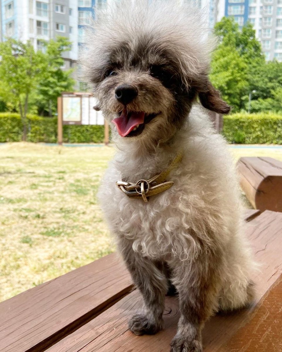 KYRSYJ's tweet image. [INSTAGRAM] 220604 dooeyuri: 주말 산책 눈웃음 공격 🐾 
벌써 여름이오려나봐여 
헥헥 더워요 더워 
더워도 산책은 패스몬해~ 🪴

#dooe