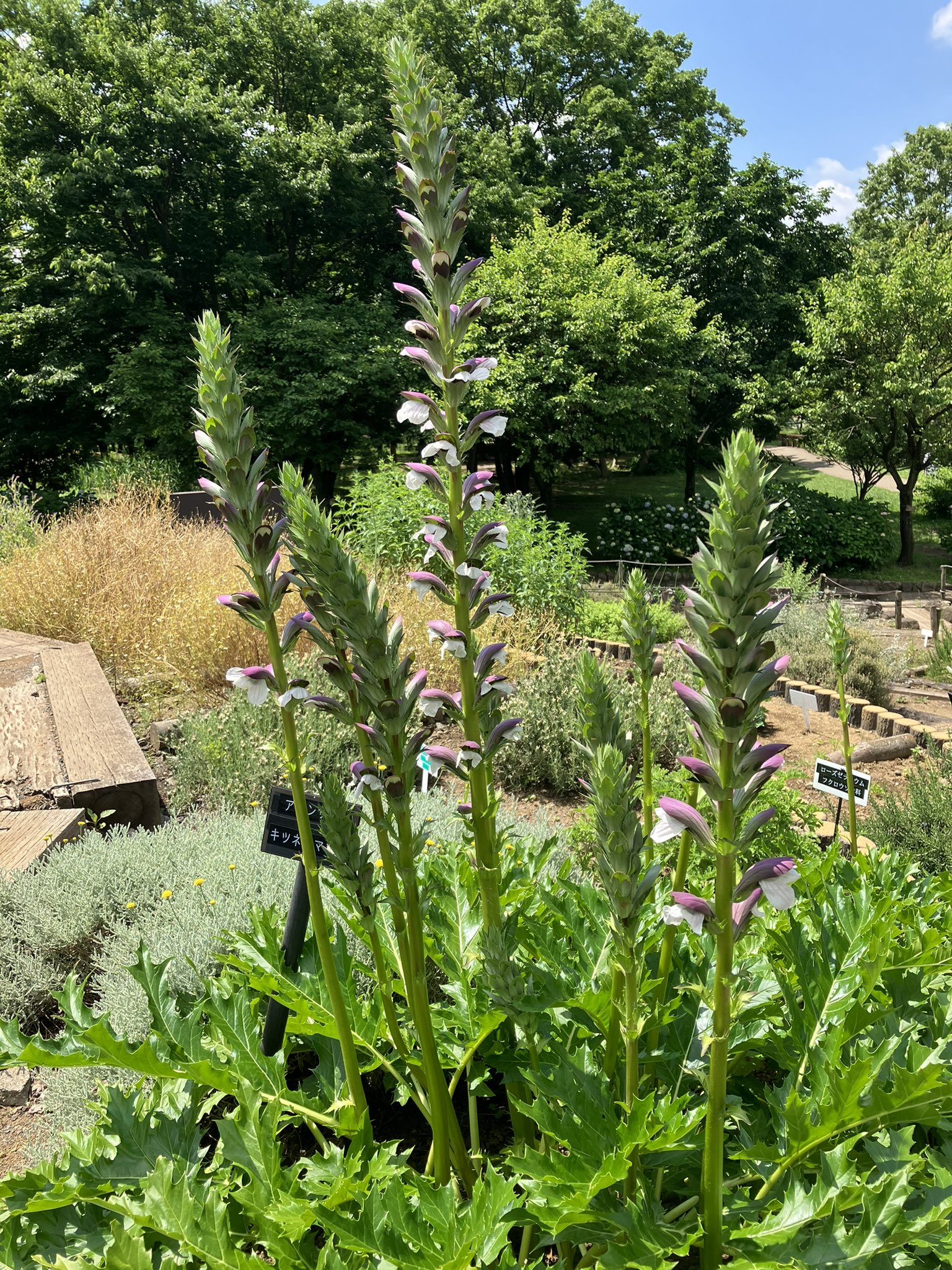 O Xrhsths グリーンアップセンター ふれあいの森 Sto Twitter ハーブ園で様々な種類のハーブ が開花中です 1枚目はアカンサス キツネノマゴ科 2枚目はラムズイヤー シソ科 3枚目はオリーブ モクセイ科 です お立ち寄りの際は他のハーブもお楽しみください