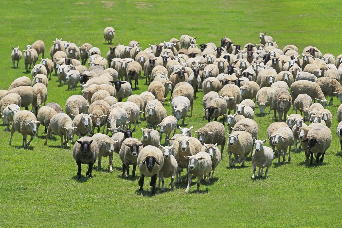 今日6月6日は #ひつじの日／ 羊たちが主役のイベント「#ひつじの大行進