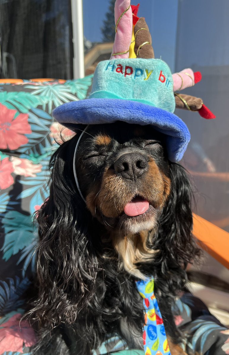 iamlynda's tweet photo. Happy birthday to this handsome boy!! #iamteddy is 3 today! &amp; he’s already started the party!! 🎉🐾💕 #birthdayboy #ckcsofinstagram #ckcs #ckcslovers #cavalierkingcharlesspaniel #ckcspaniel #blackandtan #cavlove #cavlife https://t.co/qXVS23kJjs