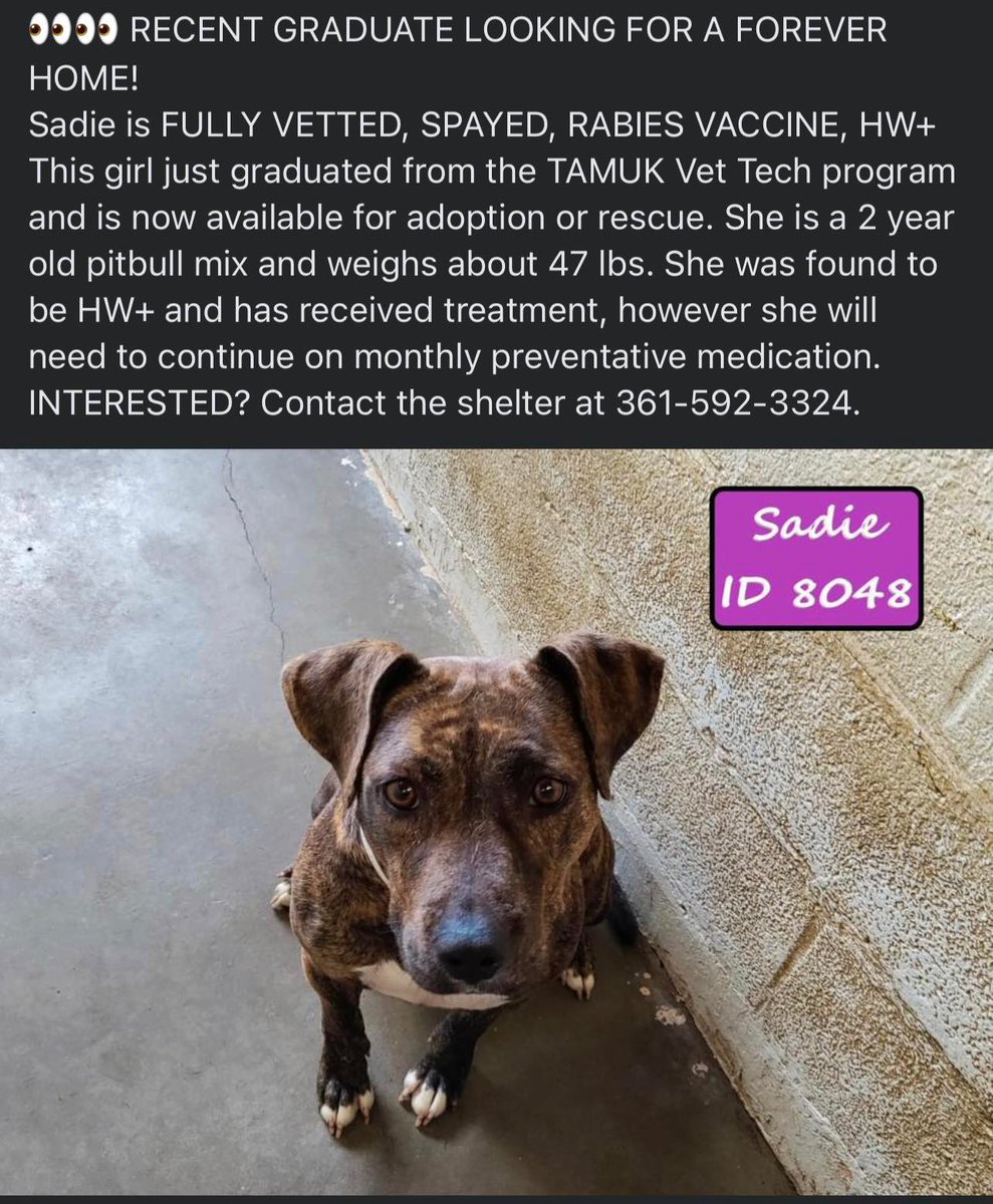 KAArescue's tweet photo. KINGSVILLE, TX EU LIST FOR JUNE 17, 2022 at 11:30AM‼️ The local shelter has 14 dogs on their EU list and we have absolutely no room to help!! We need local fosters and rescues from all over to commit to these guys and save their lives! https://t.co/1je2YL8PJ0