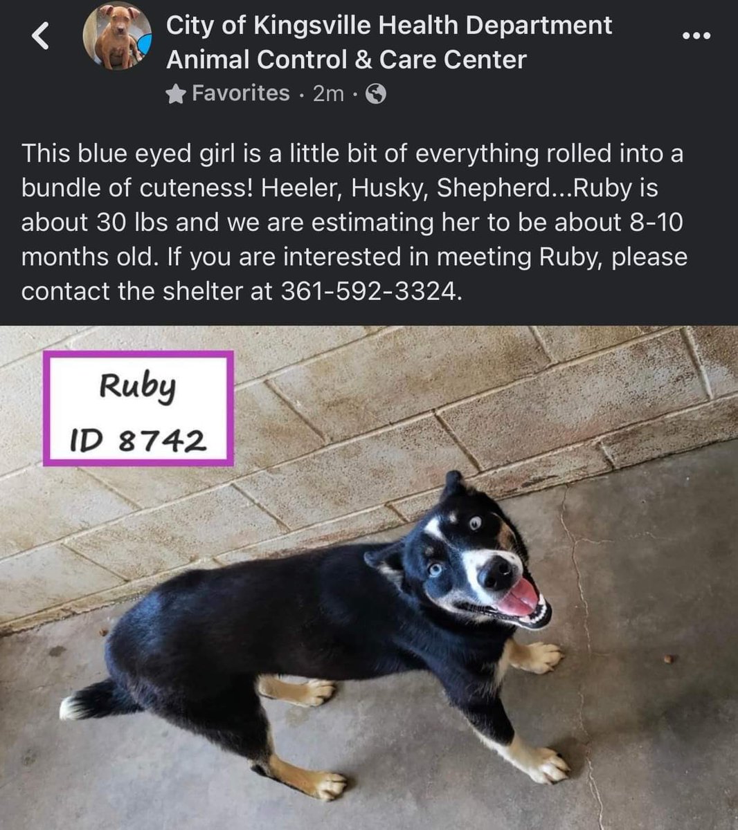 KAArescue's tweet photo. KINGSVILLE, TX EU LIST FOR JUNE 17, 2022 at 11:30AM‼️ The local shelter has 14 dogs on their EU list and we have absolutely no room to help!! We need local fosters and rescues from all over to commit to these guys and save their lives! https://t.co/1je2YL8PJ0