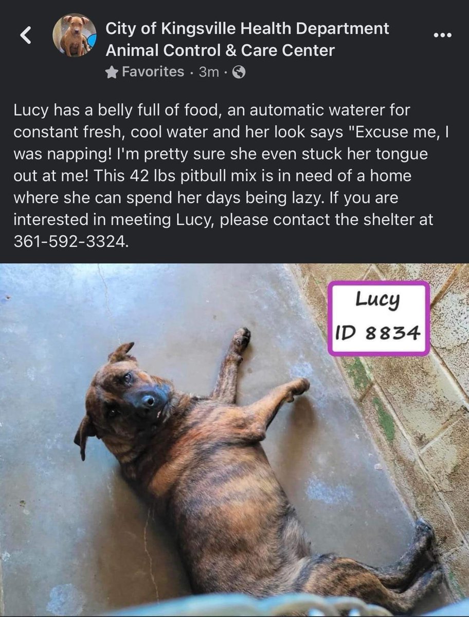 KAArescue's tweet photo. KINGSVILLE, TX EU LIST FOR JUNE 17, 2022 at 11:30AM‼️ The local shelter has 14 dogs on their EU list and we have absolutely no room to help!! We need local fosters and rescues from all over to commit to these guys and save their lives! https://t.co/1je2YL8PJ0