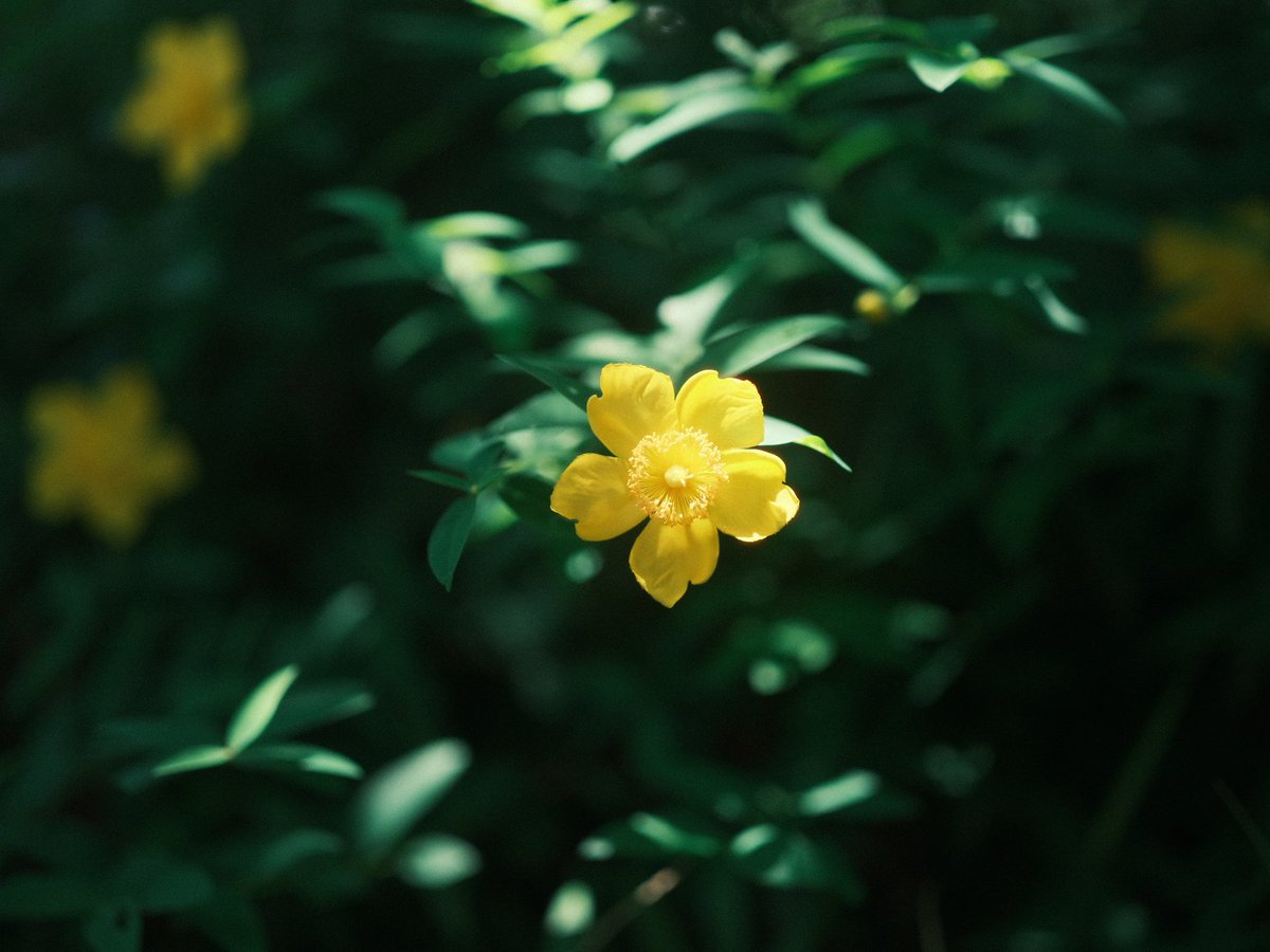 yagino_otoko's tweet photo. アプリが復活したから
リアルタイムに撮って出し上げれる〜
#GFX100S #GF80mm #クラシックネガ #Duto https://t.co/1zFuBgR5iR