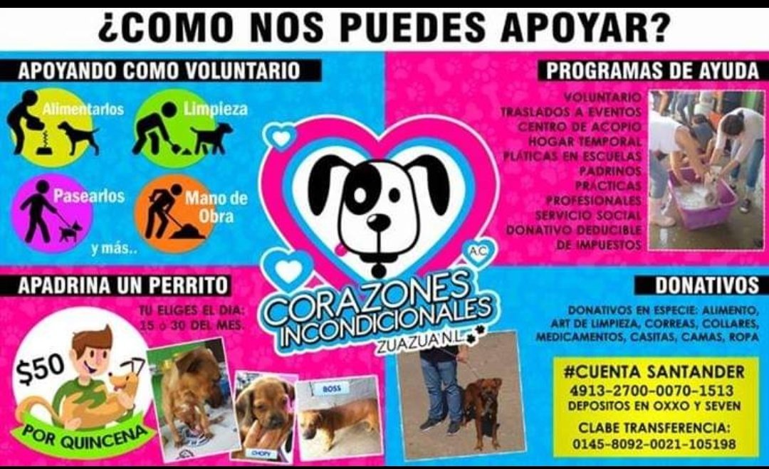 IrashemitaT's tweet photo. Ustedes saben que rara vez pudo apoyo para donación, pero la asociación "Corazones Incondicionales" que les conté esta siendo atacada por la Alcaldesa #Zuazua está en una situación crítica, necesita alimentar 60 perros diarios son 35kg de alimento.

Quien pueda ayudar $ y especie https://t.co/l0V6sXPVkC