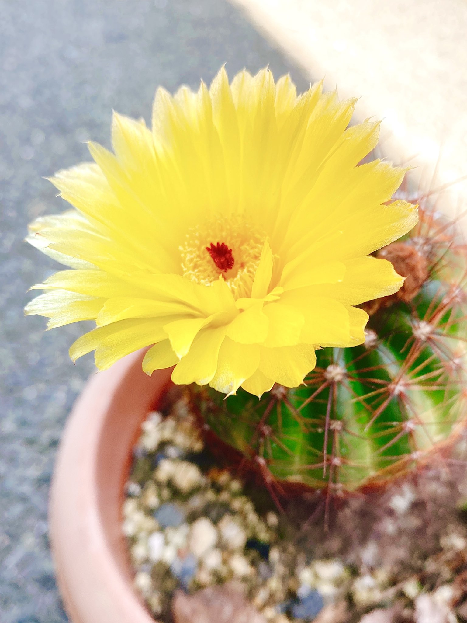 تويتر ある夏の朝 パパ 夫 が腎移植しました 腎臓さんありがとう على تويتر サボテンが赤い花を付けたよ と言って 急いでおいで って僕に催促をする 何回も繰り返し 僕ら乾杯をしたんだ だけど朝になって 花はしおれてしまって 君の指 花びらを撫でてたろう