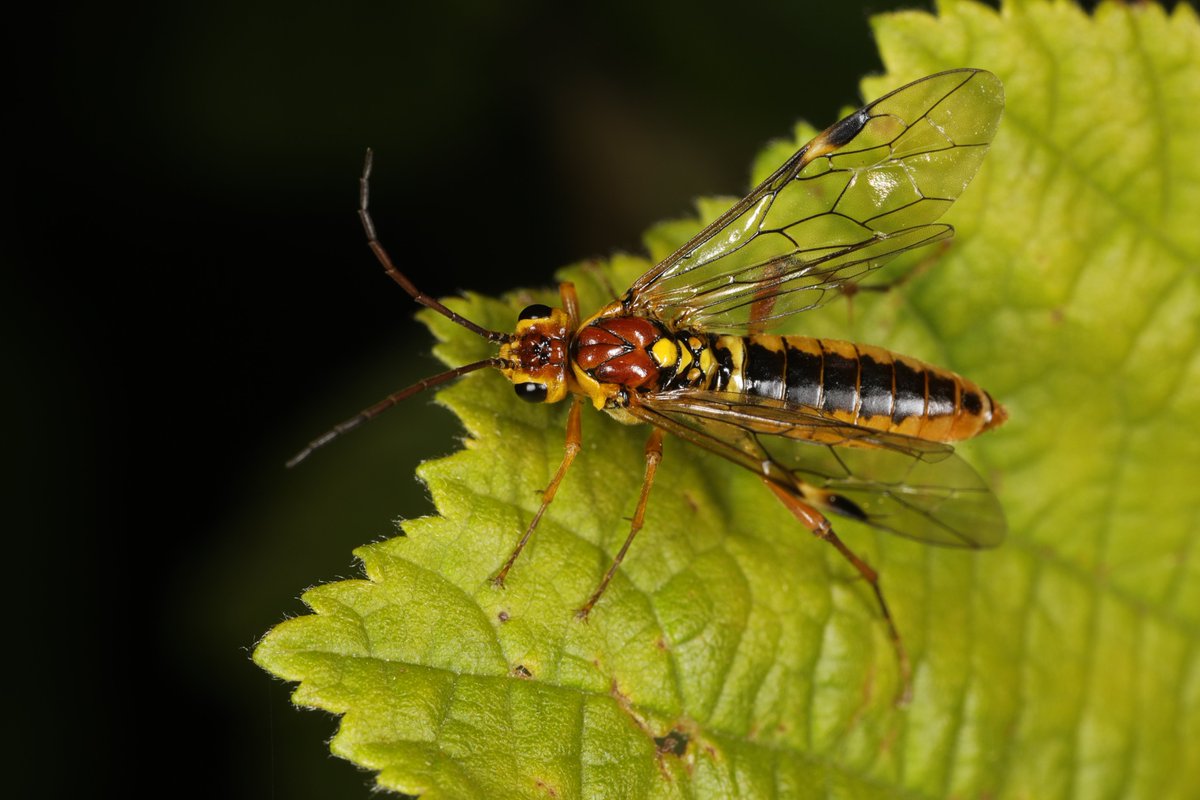 hIokksnkeuernts's tweet photo. Auch die #Blattwespen|art Tenthredopsis sordida (mit kleinem ?) gefällt mir ausgesprochen gut. Sie bewohnt Hecken und kann an Wiesenkerbel gefunden werden.

#TwitterNatureCommunity #natur #artenvielfalt #nature #insekten #Symphyta #Hymenoptera #insects #Tenthredinidae https://t.co/FVAtqvKYuo