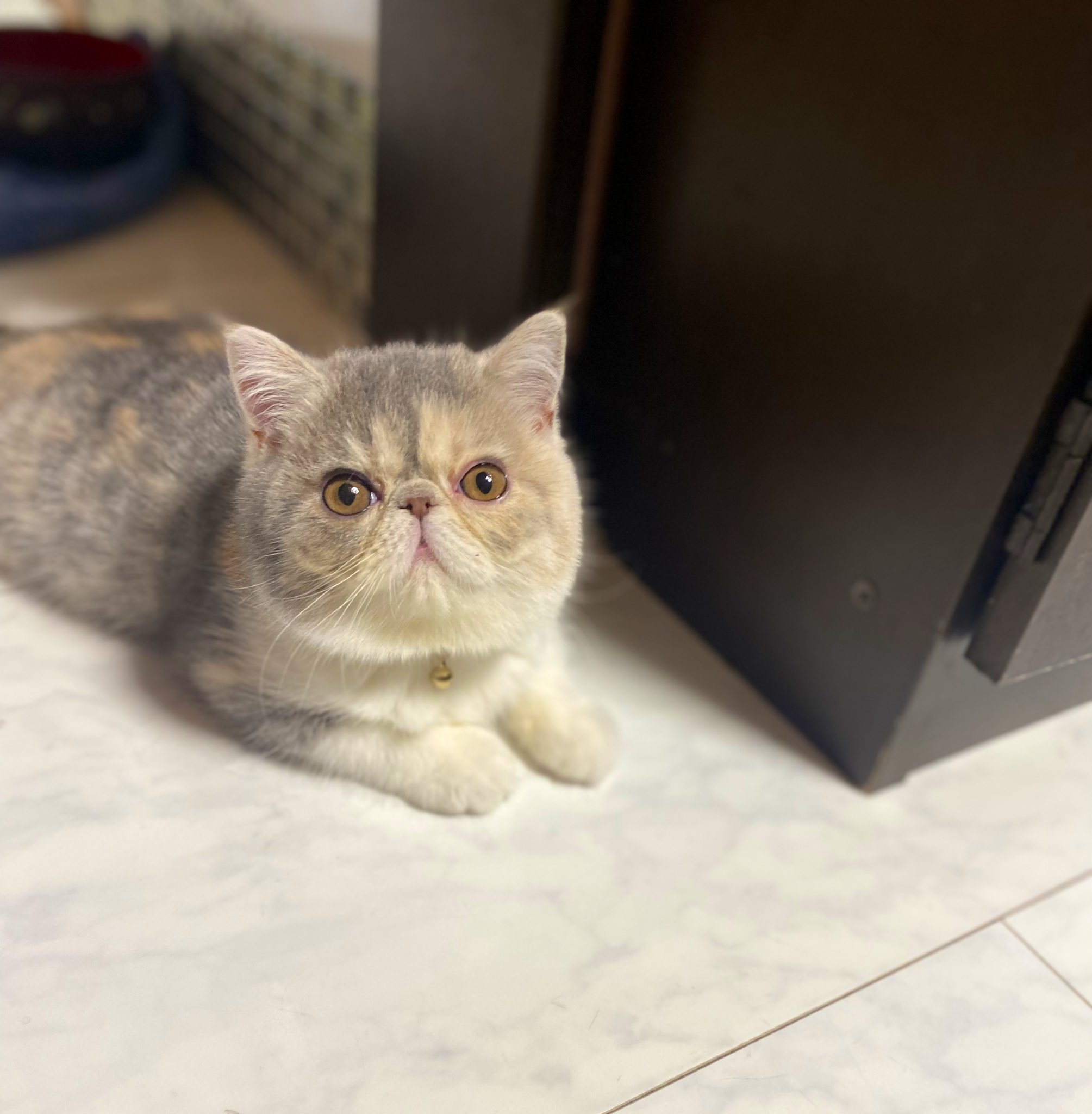 エマ 今日も可愛いね エキゾチックショートヘア 猫好きさんと繋がりたい T Co Wog5ha9i2m Twitter