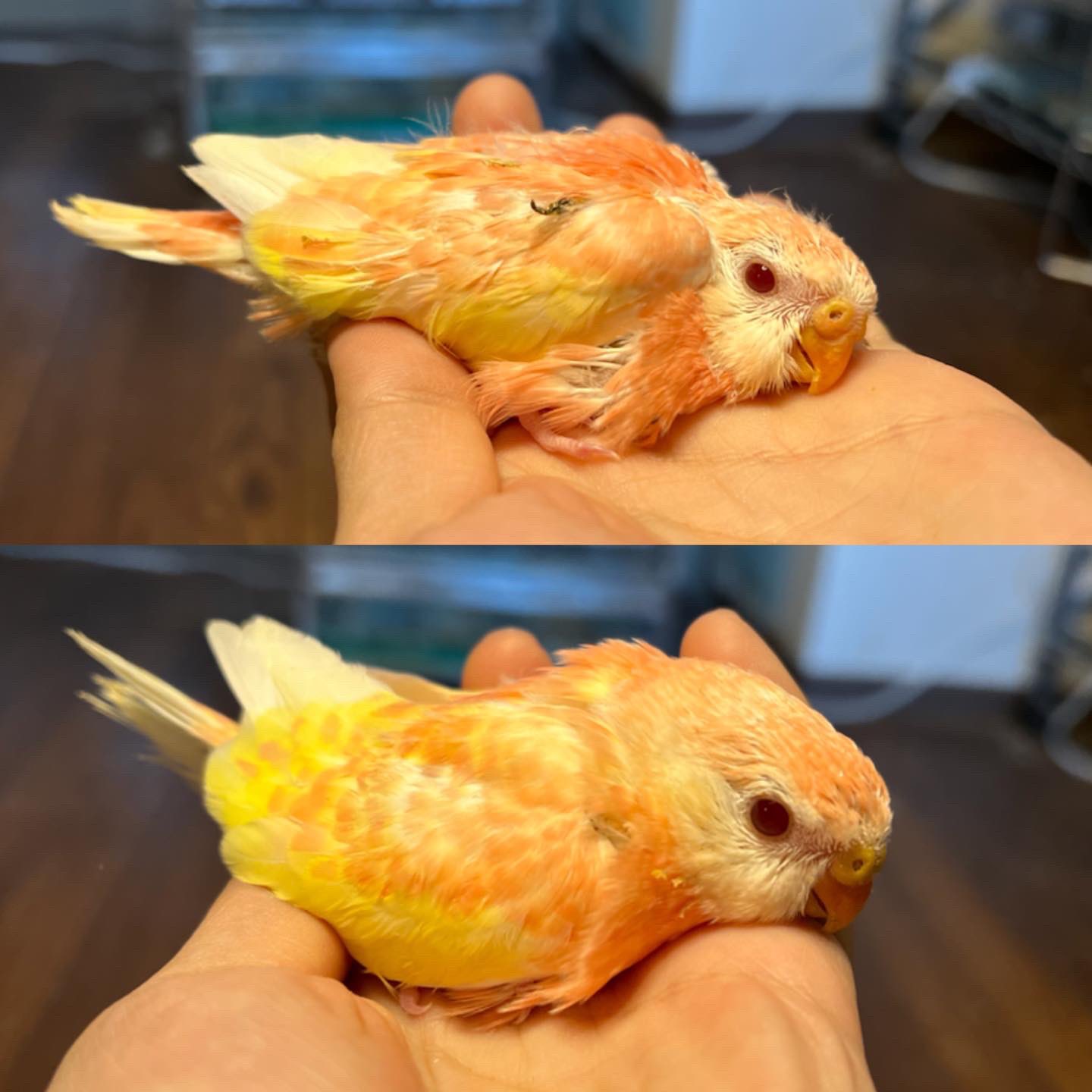ｂｃｙ各務原店 アキクサインコ セキセイインコ アキクサの色味って 個体差すごいですよね ピンクが多かったり 黄色が多かったり 濃いピンクはもちろん綺麗だけど 黄色味ががった子も すごい綺麗 T Co 76y2avkq1o Twitter