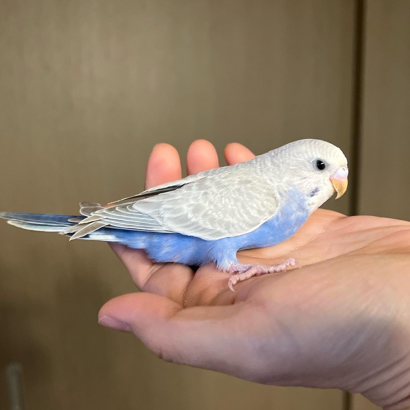 ｂｃｙ各務原店 アキクサインコ セキセイインコ アキクサの色味って 個体差すごいですよね ピンクが多かったり 黄色が多かったり 濃いピンクはもちろん綺麗だけど 黄色味ががった子も すごい綺麗 T Co 76y2avkq1o Twitter