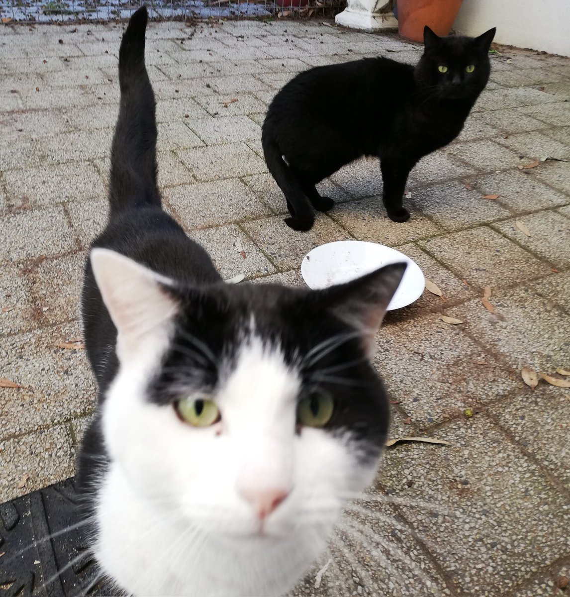 IFRcats's tweet photo. Astro (front) and Rae, two foster boys just looking for a furever home. 🖤🧡

#IFRAstro
#IFRRae https://t.co/IUSWpwCNDQ