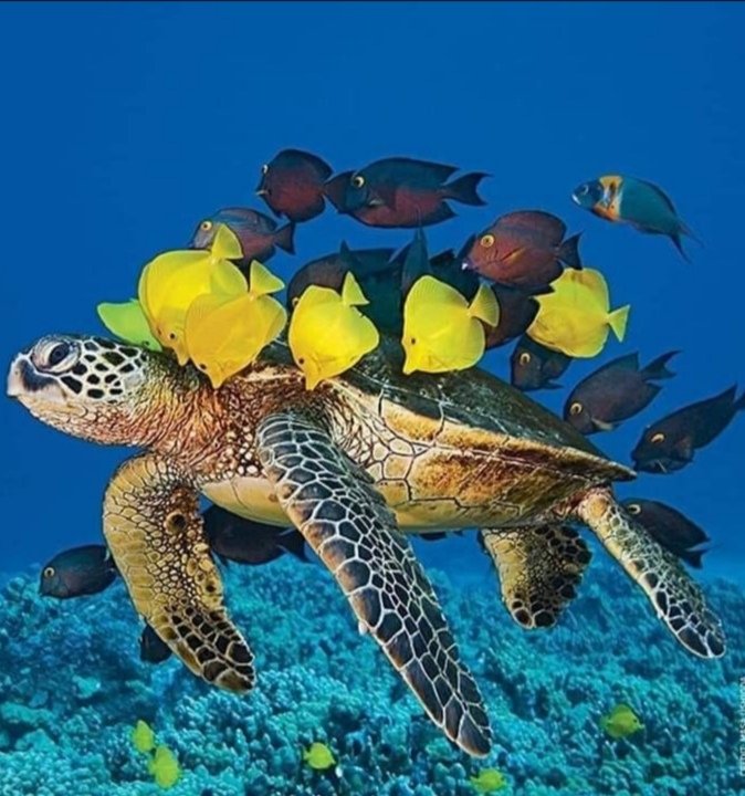 Good morning everyone, I wish you a pleasant saturday and a wonderful weekend my dear friends ☕🐢🐠💐💛💙🤗