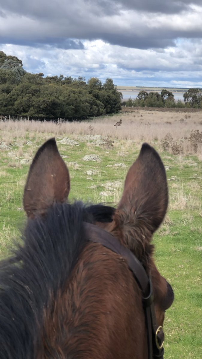 thefifi's tweet photo. Another cracking ride on Life Less Ordinary (IRE) Not at all phased by the massive mob of Kangaroos π¦ Got to love the mighty Thoroughbred β€οΈ#offthetrack #lifeafterracing #chriswallerracing #lovethehorse #lovethethoroughbred #raced https://t.co/KvKp8STx3W