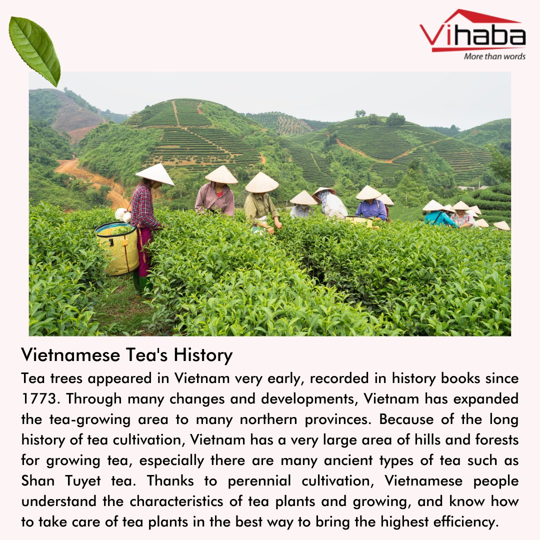 vihabavietnam's tweet photo. Why should international customers choose Vihaba to buy tea?
#teatime #tea #tealover #vihaba #vihabaexport #beyourrealpartner #vihabaproduct #drinktea #teaexporter #teaexport #drinkteaeveryday #internationalteaday #tealovers #matcha #harvest #teagreen #teagrower #vietnam https://t.co/23BhUoTpjH