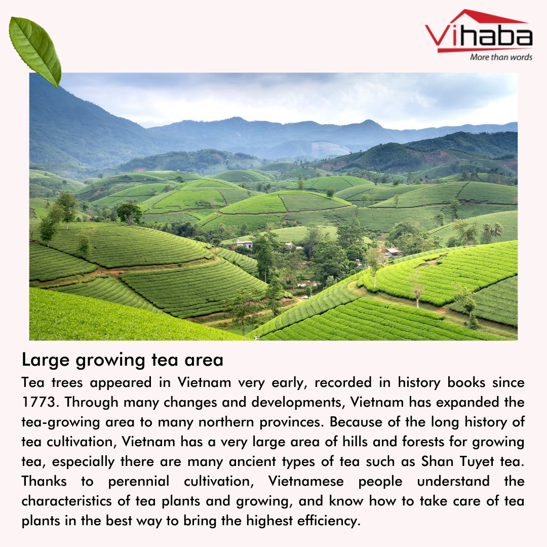 vihabavietnam's tweet photo. Why should international customers choose Vihaba to buy tea?
#teatime #tea #tealover #vihaba #vihabaexport #beyourrealpartner #vihabaproduct #drinktea #teaexporter #teaexport #drinkteaeveryday #internationalteaday #tealovers #matcha #harvest #teagreen #teagrower #vietnam https://t.co/23BhUoTpjH