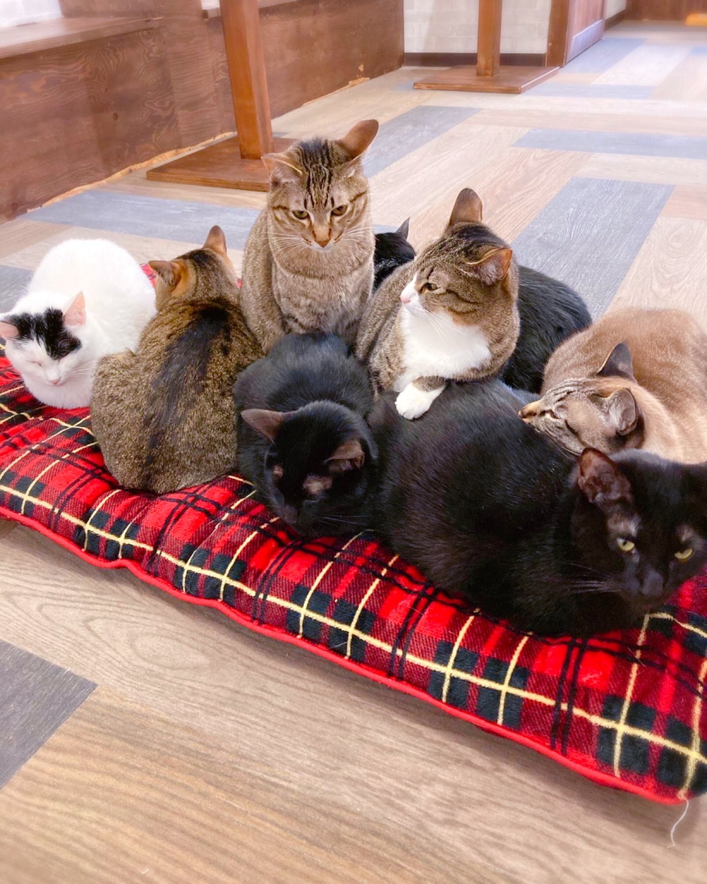 ねこ空間 Cyamola 外は暑くなってきたけど みんなでぎゅうぎゅう 猫 ねこ Cat Cats 尼崎 武庫之荘 武庫之荘カフェ 猫カフェ もふもふ チャモラ 猫部 猫のいる暮らし 関西猫カフェ 兵庫猫カフェ 武庫之荘猫カフェ 伊丹 西宮 神戸 ねこ空間 Cyamola 外は暑くなってきたけど みんなでぎゅうぎゅう 猫 ねこ Cat Cats 尼崎 武庫之荘 武庫之荘カフェ 猫カフェ もふもふ チャモラ 猫部 猫のいる暮らし 関西猫カフェ 兵庫猫カフェ 武庫之荘猫カフェ 伊丹 西宮 神戸