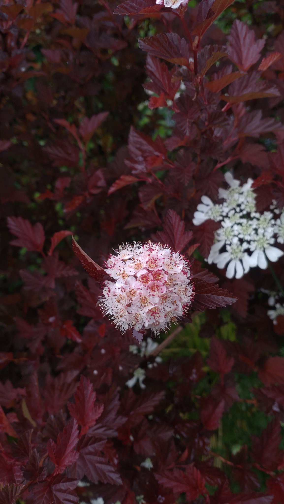 Araseitou アメリカテマリシモツケ 花 庭の花 アメリカテマリシモツケ 花のある風景 花のある暮らし T Co Pantyhqh9d Twitter