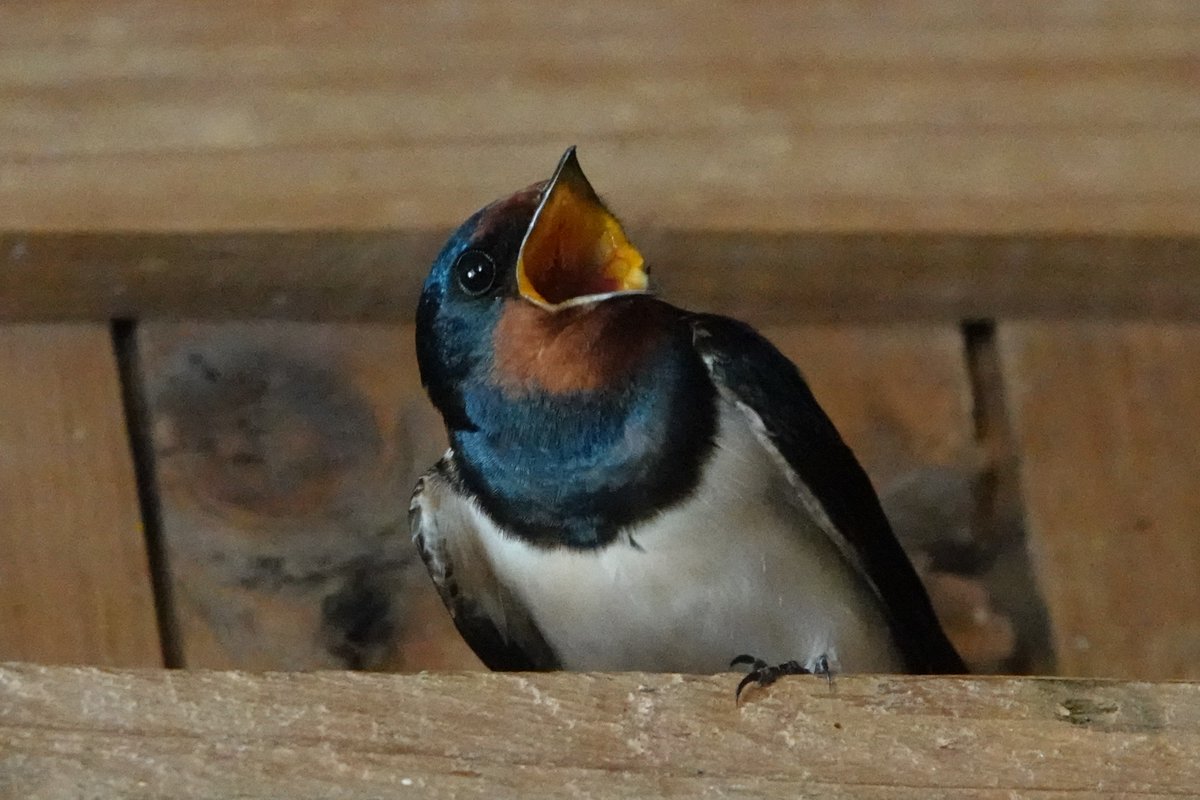sluiterprijs's tweet photo. Zo zetten mannetjes van de boerenzwaluwen op Stokkink een keeltje op naar elkaar. Luid en druk zingen ze elkaar van tijd tot tijd toe op de delle van Stokkink. Goed te zien is hoe ze er hun longen voor vol persen. Voor informatie blog zwaluwenboerderij: https://t.co/R819InCBlq https://t.co/6Exh8beOhU