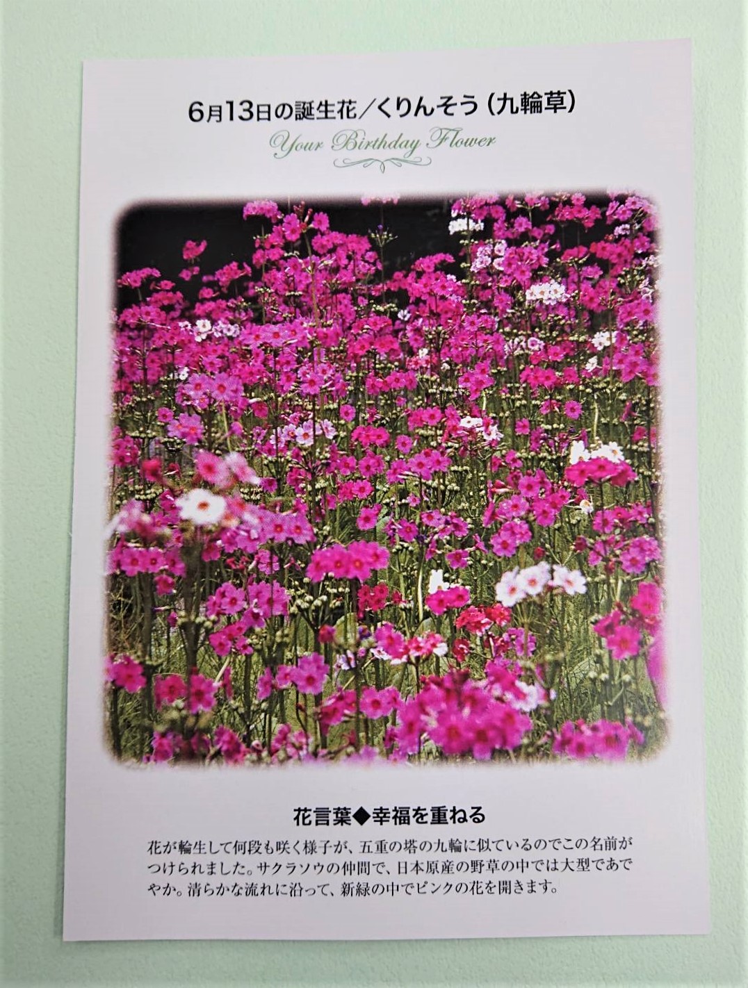 Twitter এ 紀伊國屋書店 梅田本店 誕生花ポストカード 6 13の 誕生花 は くりんそう 花 が輪生して何段も咲く様子が 五重の塔の九輪に似ているのでこの名前がつけられました サクラソウの仲間で 日本原産の野草の中では大型であでやか 花言葉 は 幸福を