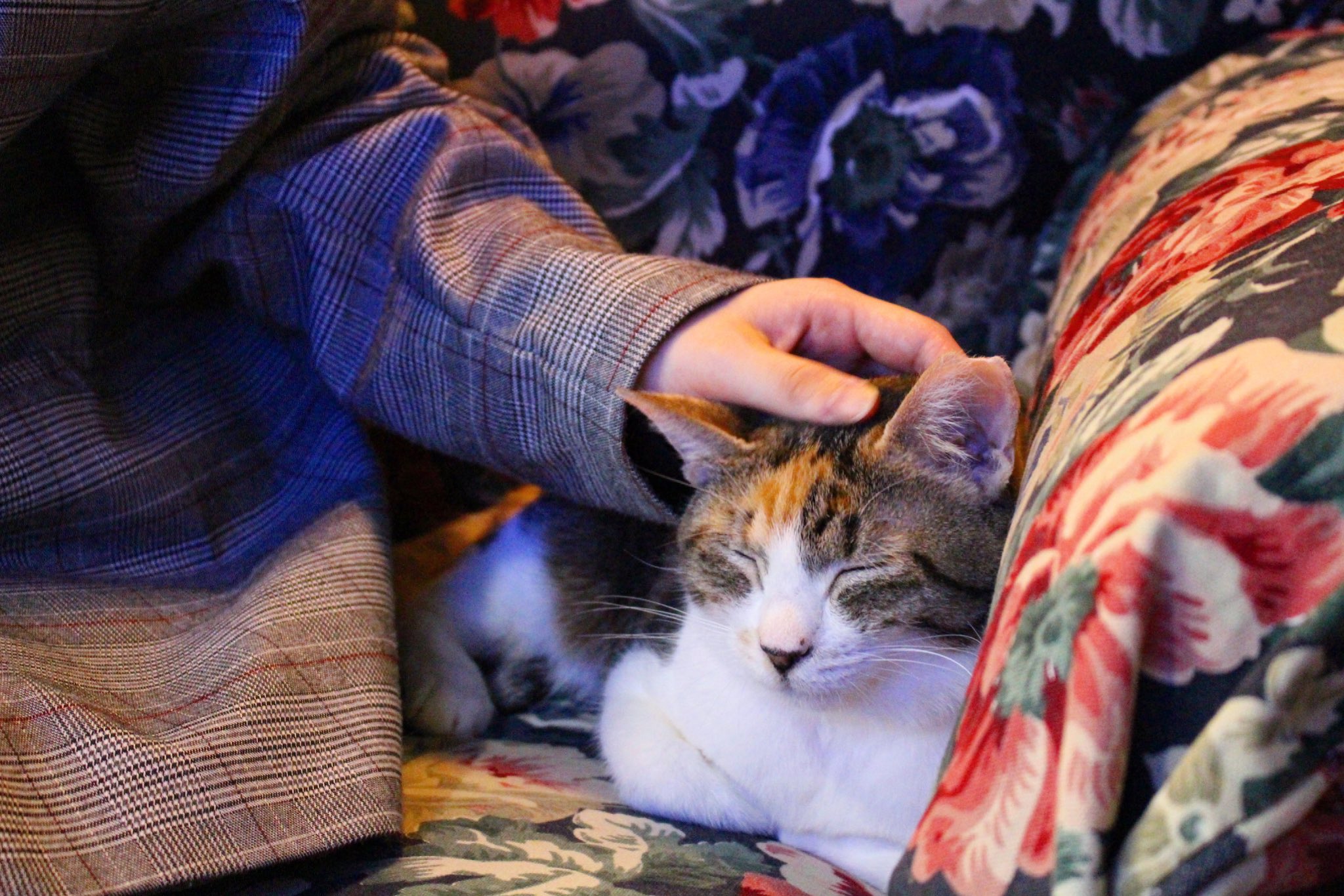 完全個室猫カフェ 猫邸スイートホームウリエル Sweethomeu Twitter