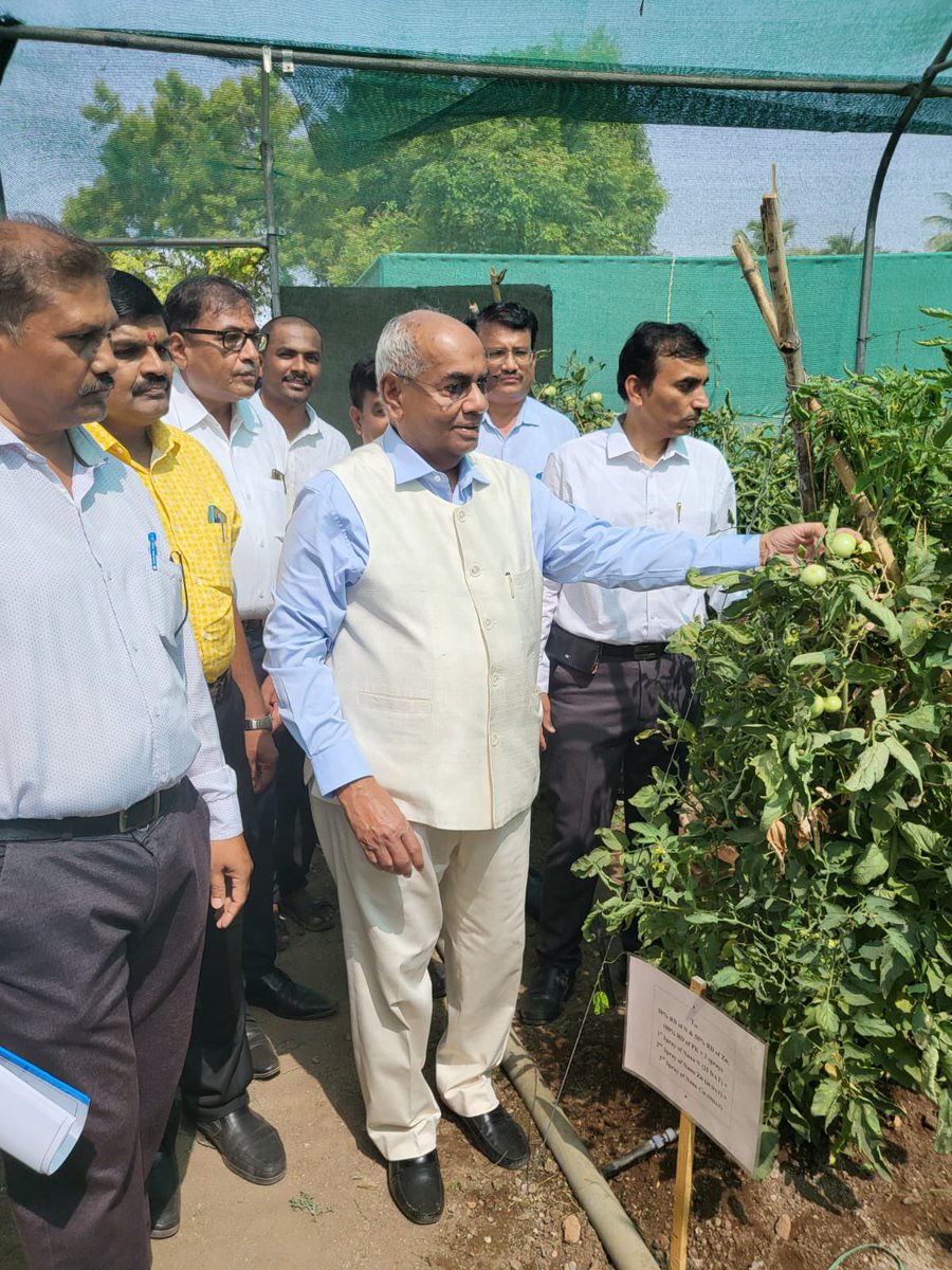 drusawasthi's tweet photo. Very good results of 50% Nitrogen and 50% #NanoUrea in the trials of tomato crop in the farms of Mahatma Phule Krishi Vidyapeeth, Maharashtra. The good results are visible. It’s very positive for good and nutrient rich crop growth. #IFFCONanoUrea https://t.co/qeFbW5HZdI