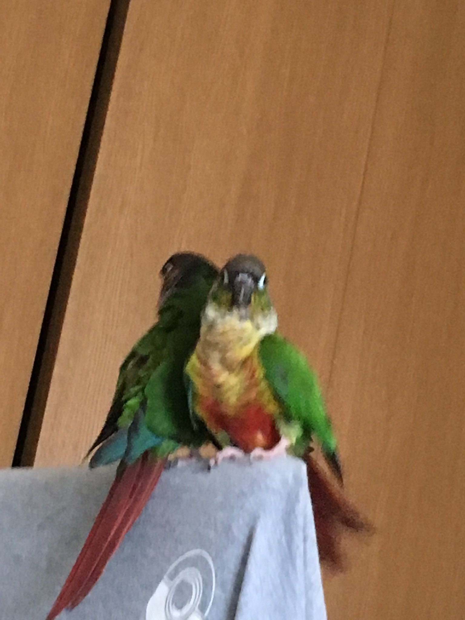 ワキコガネウロコインコ Twitter Search Twitter