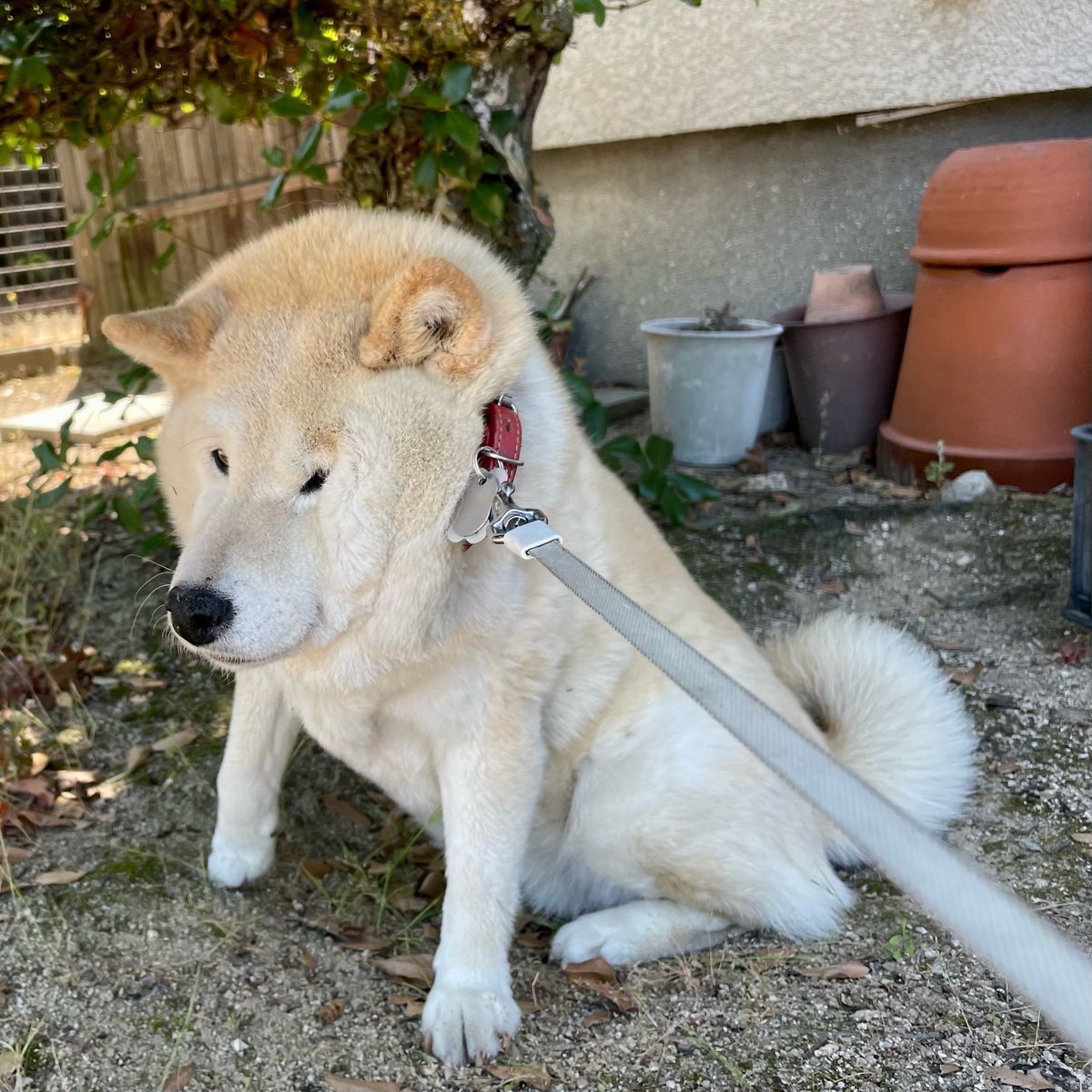 とにかくトリミングサロンに行きたくない柴犬さん 柴としてギリギリの顔になっちゃって Togetter