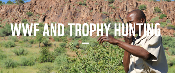 PATH_2022's tweet image. #WWF #TrophyHunting RT
WWF has a huge reach, and could easily take the lead on developing real alternatives

 Instead WWF are hiding their support for trophy hunting from their donors

Eg "WWF does not support the hunting of an animal solely as a trophy"

wwf.panda.org/discover/our_f…