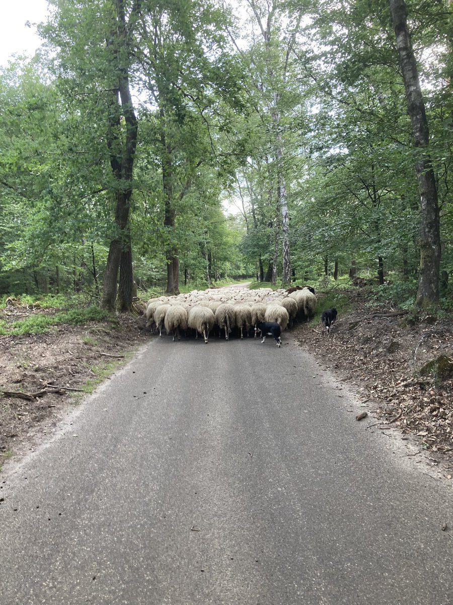 Waar is het feestje? #schaapscheerdersfeestloenen. ⁦<a href="/glk/">GLK&</a>⁩