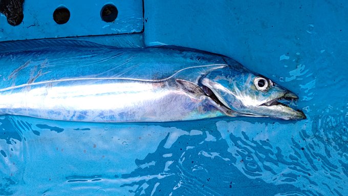 久しぶりに先週タチウオ釣ってきました。
脂の乗った肉厚揃いで炙っては食べ、焼いては食べ…… 