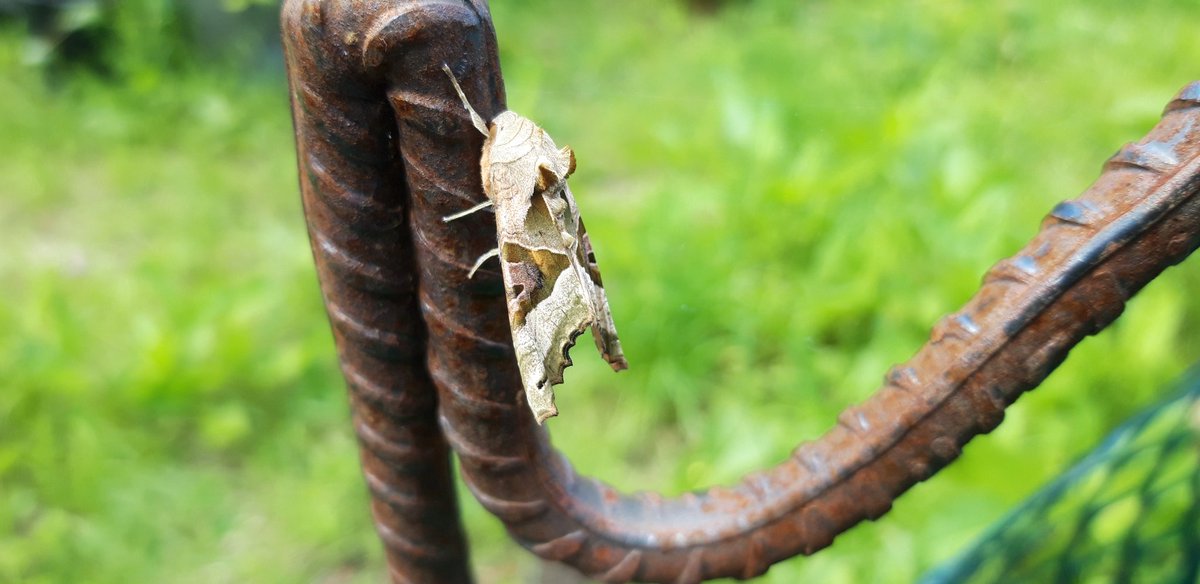 What a beauty.   Keep your eyes peeled and you will be amazed at what you might see!
#nature #wildlife #garden