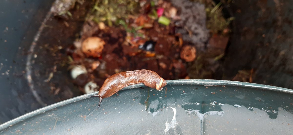 juliambooth's tweet photo. What's not to like my wee slimy friend caught munching my seedlings? You get a nice safe shelter and a daily supply of fresh food.  All you have to do is produce  #compost 
#gardenslugs #naturescomposters #wildlifegarden https://t.co/p7oxu2LFmv