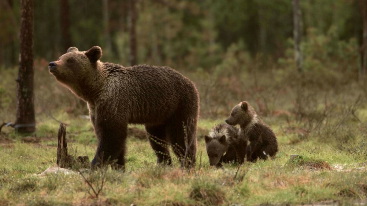 NBCWildChild's tweet photo. Today on #WildChild! Learn about these cute, cuddly bear cubs and more adorable furry friends on @nbc! https://t.co/1LxryKihm9