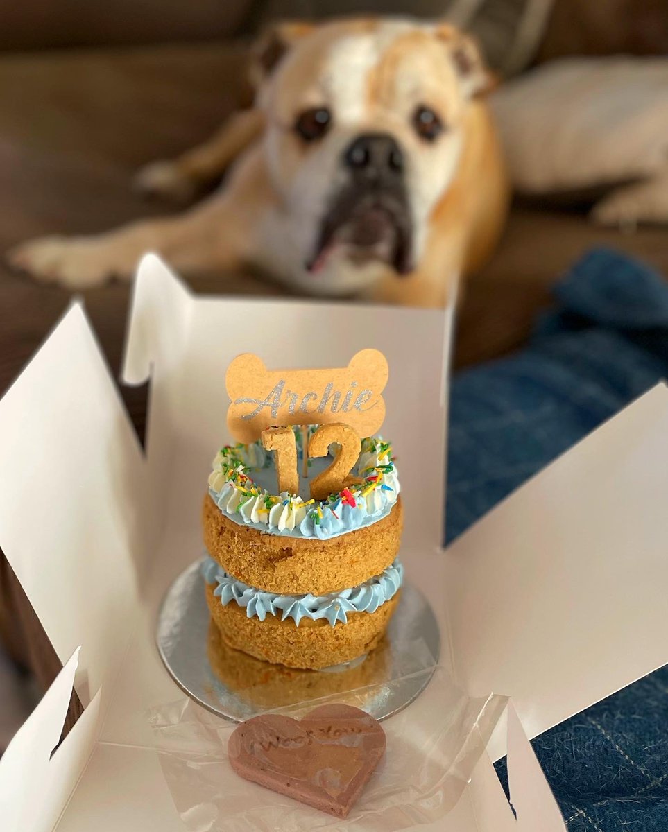Archie_Bulldog's tweet photo. It was my BURF day the other day. I am now 12! https://t.co/FyjO5KM5sq