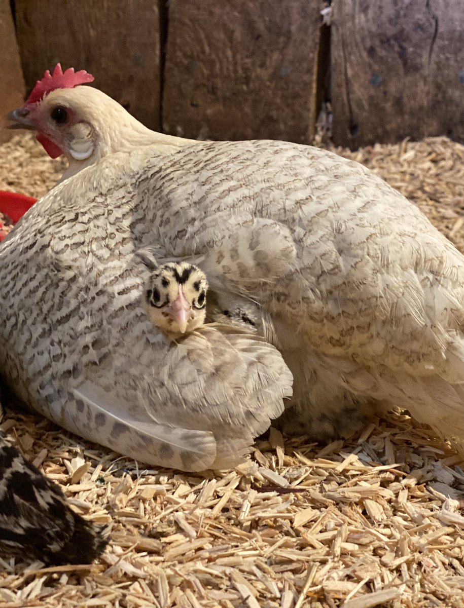 Hensonoxney's tweet photo. Groninger Meeuwen chicks hatching today 🐣 #chickens #chicks https://t.co/M2nD7Gg37A