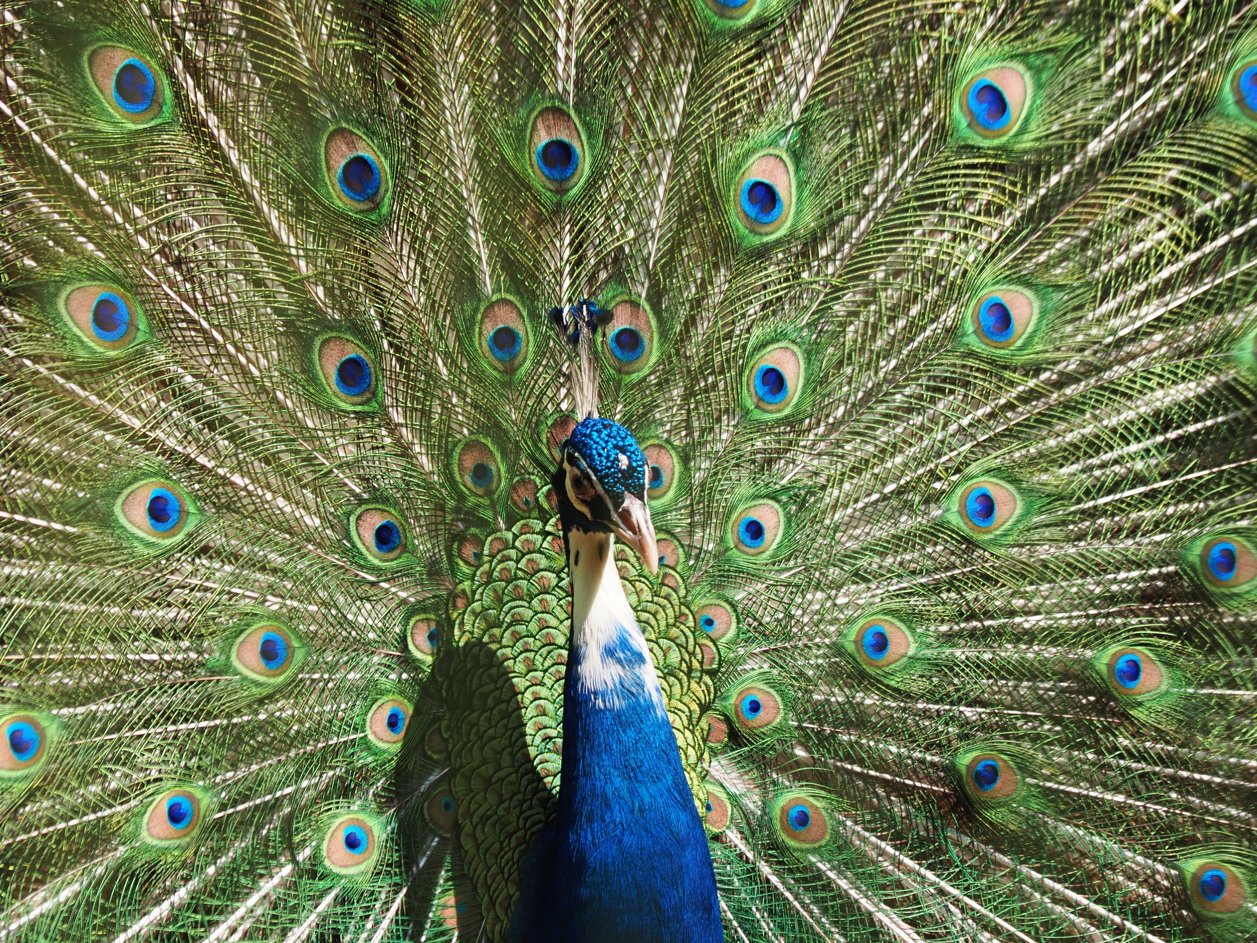 Ozy クジャクを見るなら今の季節ですぞ 浜松市動物園 インドクジャク T Co Figwgitf2g Twitter