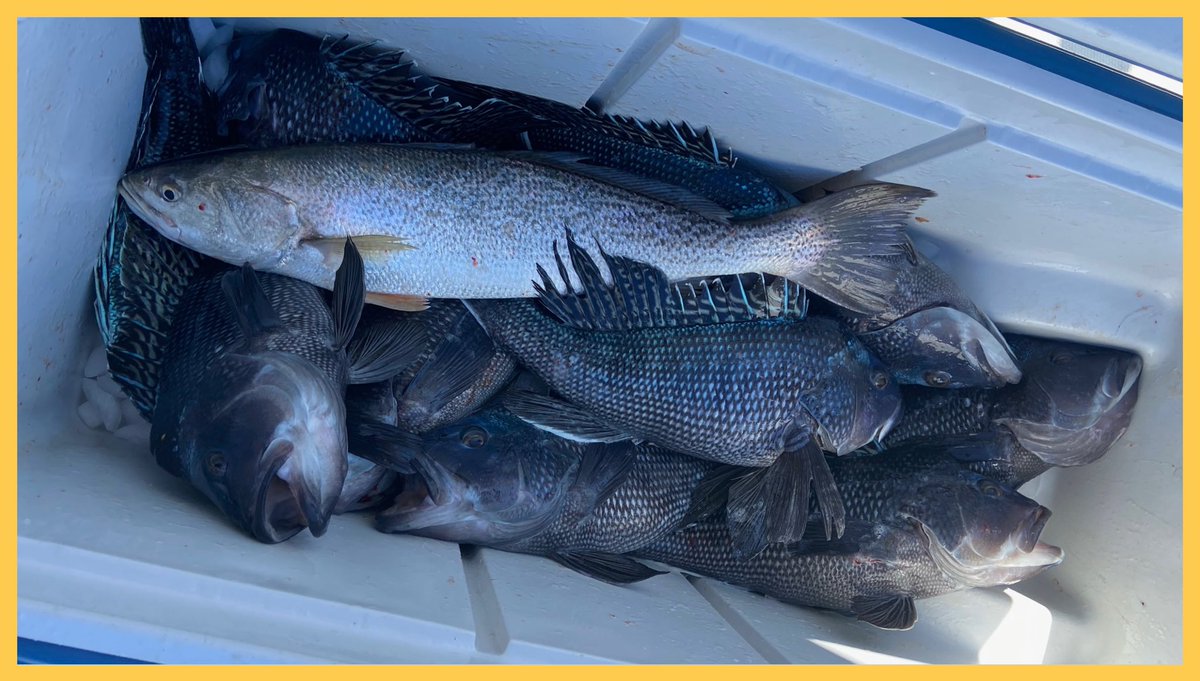 captmorgan_usa's tweet photo. .Topping off a tide of #blackseabass fish’n with this spring run #weakfish was a nice touch. #LIS 🎣🇺🇸 https://t.co/6VFn50o9rr