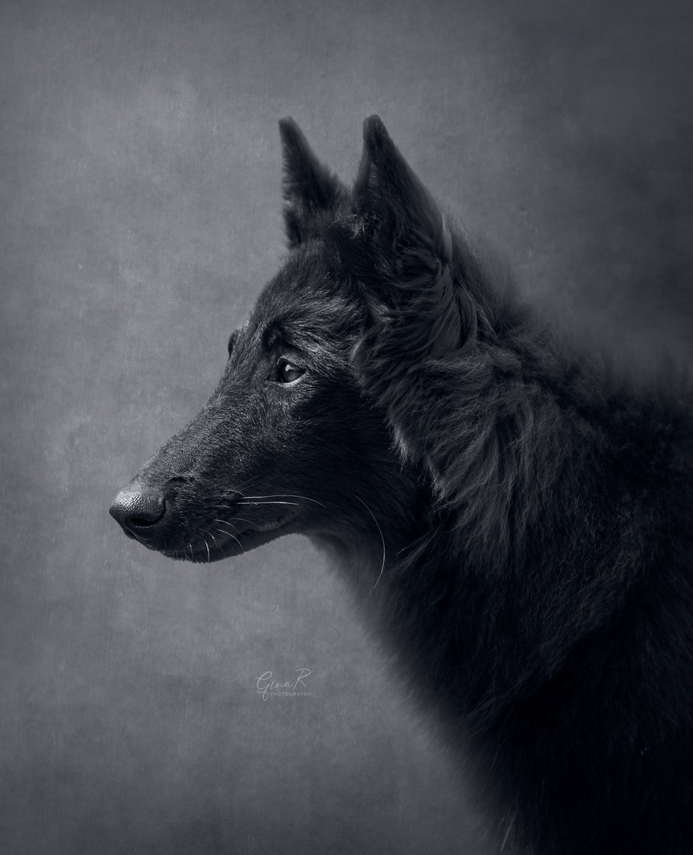 ginachillin's tweet photo. Saturday morning practice π
Just used 2 textures several times and some solid colour layers with a great play with the blendmodes β€ #puppylove #puppiesoftwitter #groenendael #texturetastic #fineart #ginar #Hull #Yorkshire https://t.co/fAjCDOD1vC