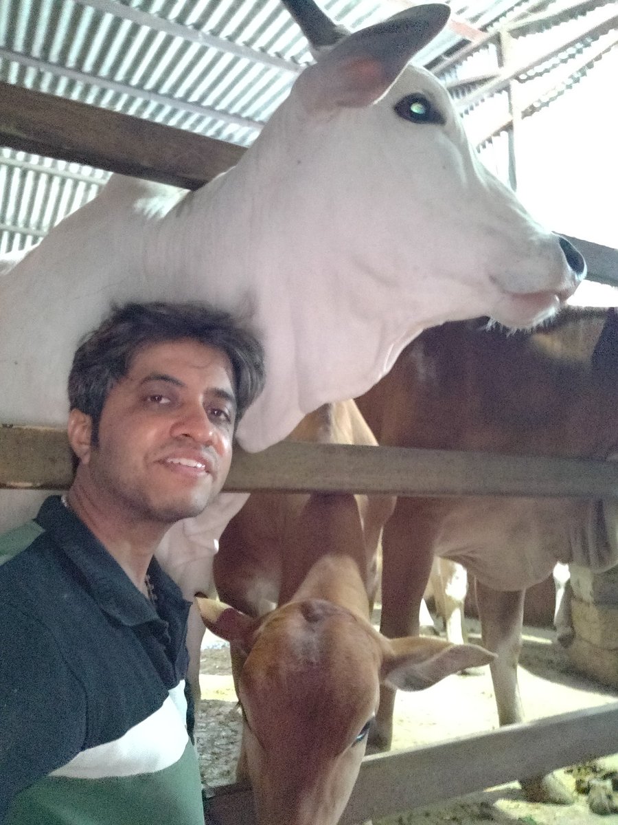 navaneethudupi's tweet photo. Soft rubs on their dew laps and more licks in return ๐ฎ
#Amba #Gomatha #GauPrem #NightMode #DesiBreed #DewLaps https://t.co/MSOZ8Jjqkl