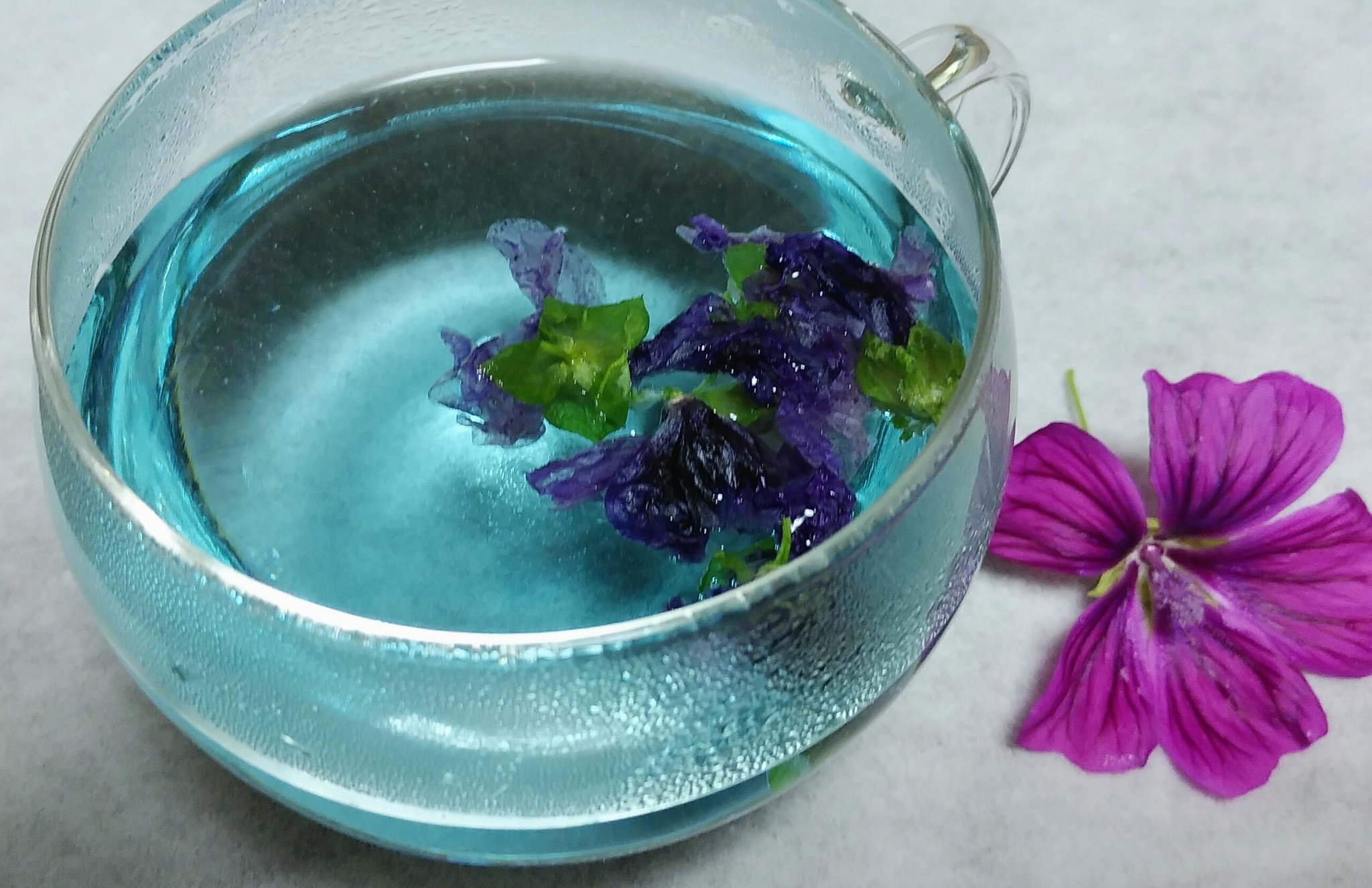 ミセス銀子 そんな訳で乾燥したコモンマロウの花にお湯を注いだら その瞬間から薄い水色が溶け出し 次第に花から色が抜けて行った なら花を沢山入れたら青は濃くなるかな とりあえずレモンも絞って色変もしてみた ちなみに味や香りはまぁ 草だよね